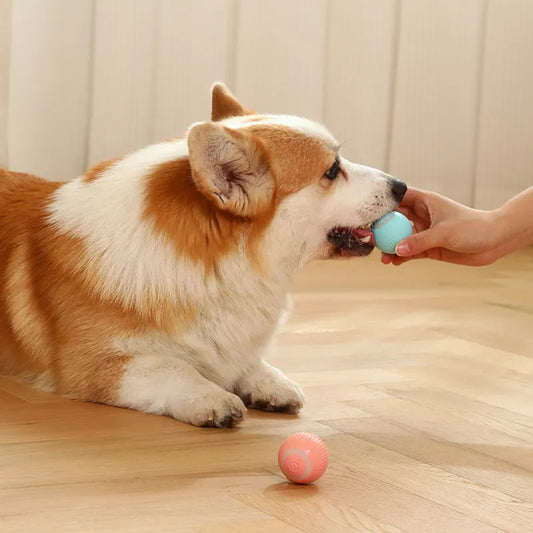 Bouncy Buddy: Fun Pet Play Ball